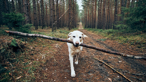 Waldwege
