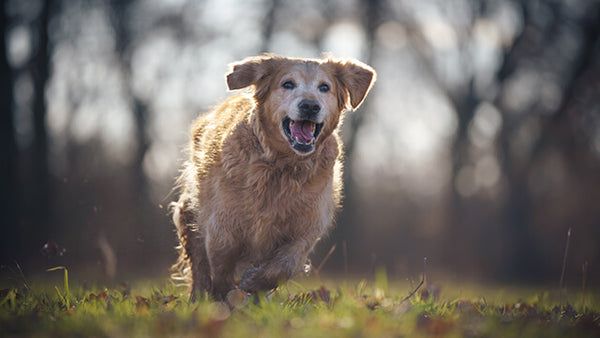 Ältere Hunde und Hunde mit Handicap