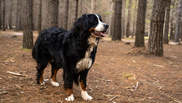 Große und kräftige Hunde