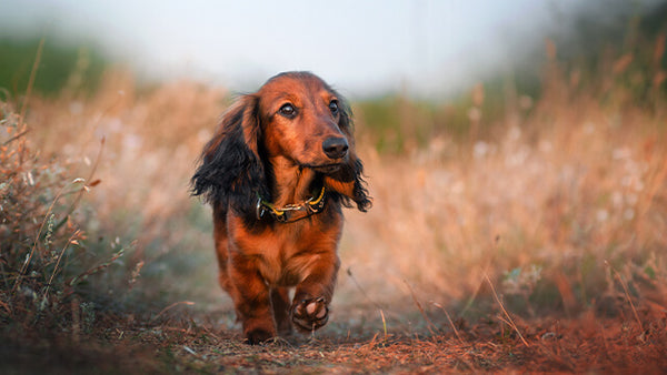 Kleine und mittelgroße Hunde