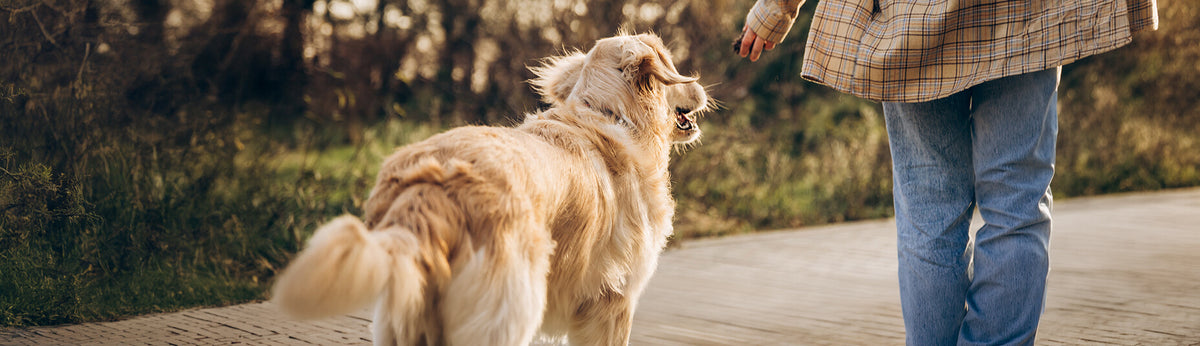 Glücklicher Hund beim Spaziergang